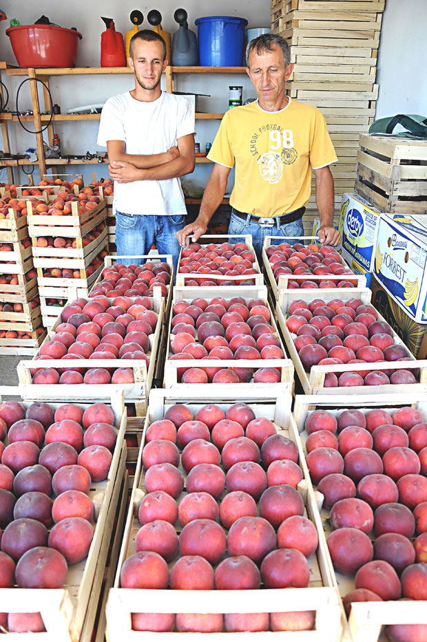 Родиле брескве на Мајевици 